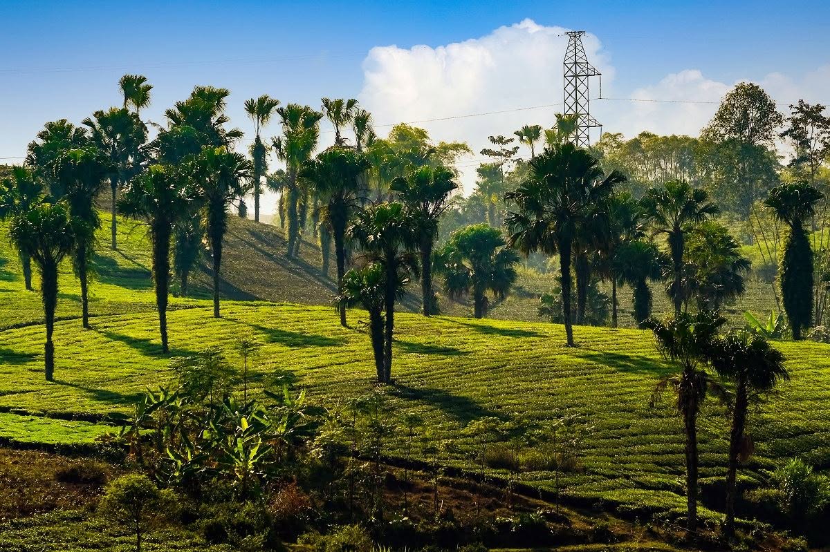 Phat Palm Forest